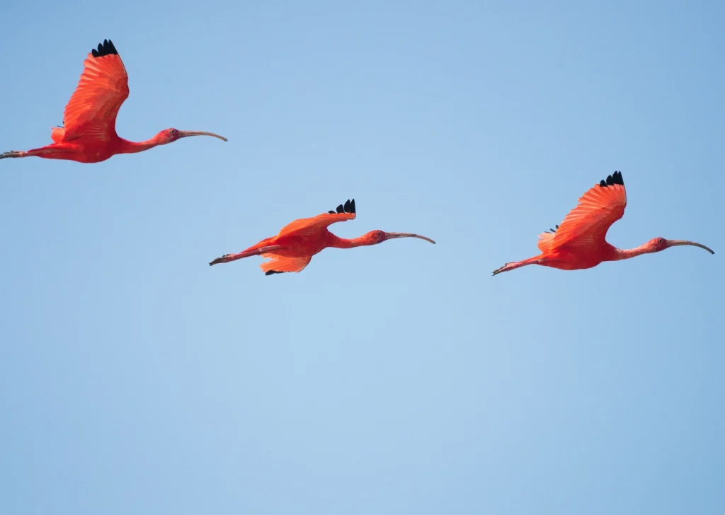 Katsepy - Phare - Flamants roses moana majunga