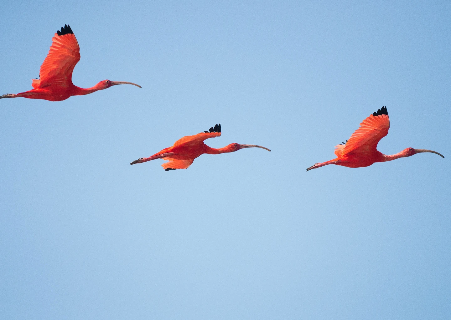 Katsepy - Phare - Flamants roses moana majunga