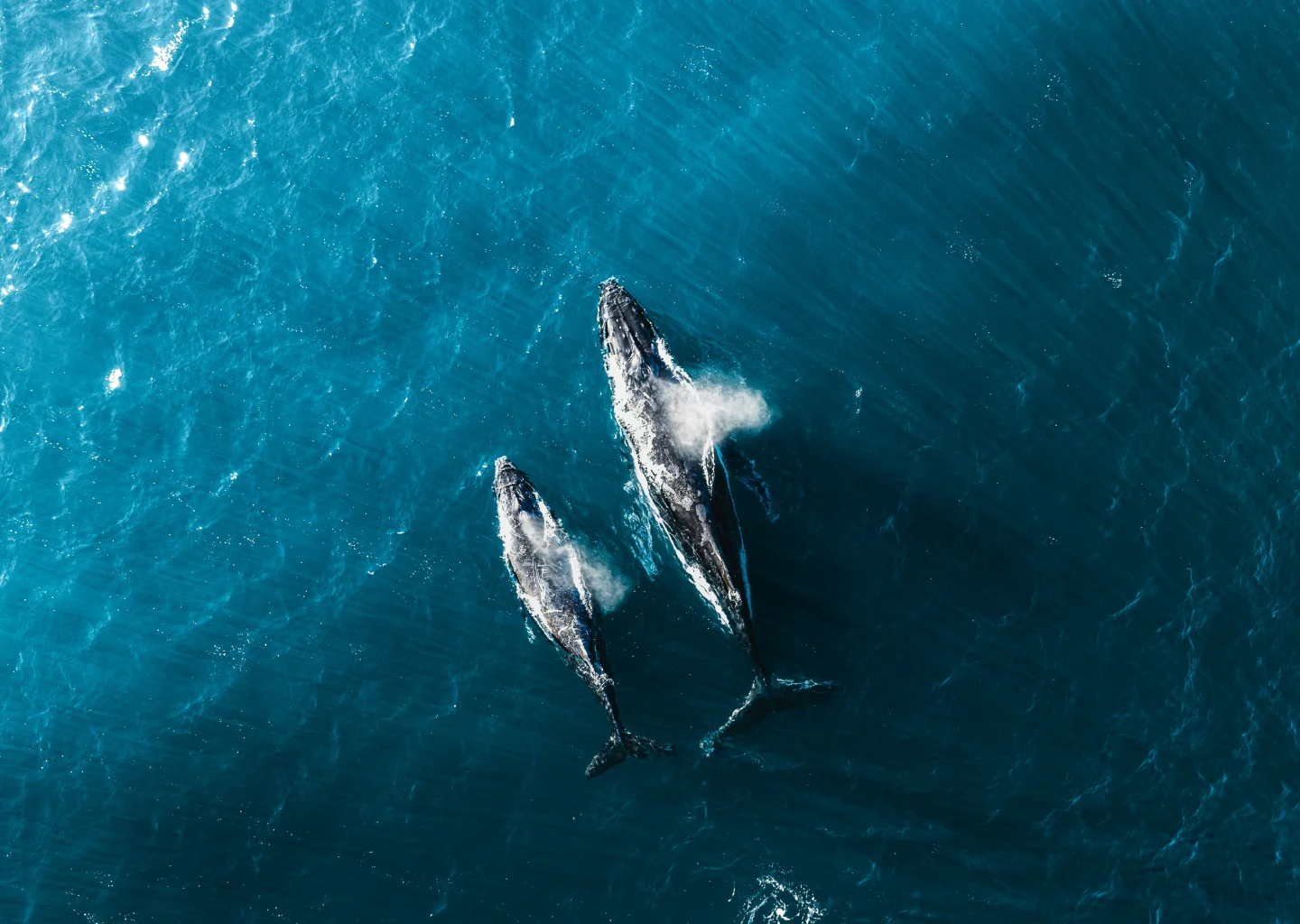 Safari baleines (selon la saison)