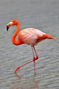 Katsepy Phare Flamants roses moana majunga