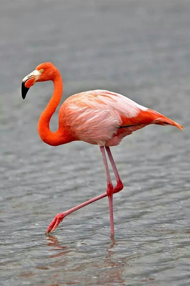 Katsepy Phare Flamants roses moana majunga