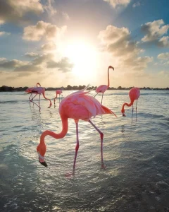 Katsepy Phare Flamants roses moana majunga