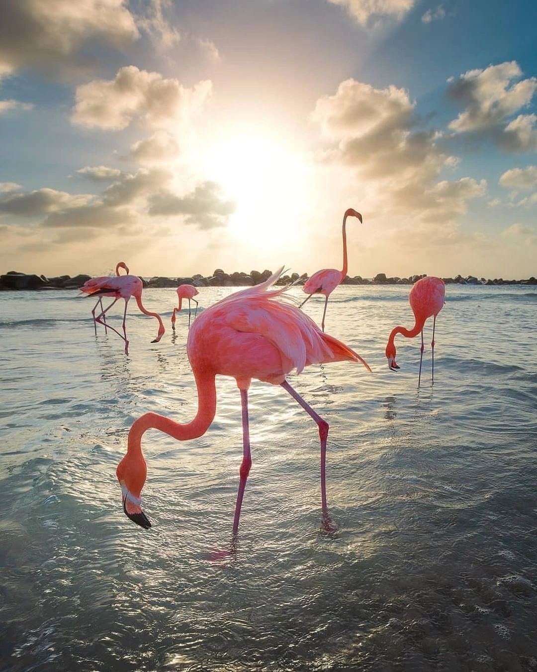 Katsepy Phare Flamants roses moana majunga