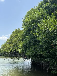 Marosakoa Mangrove moana majunga