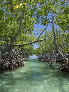 Marosakoa Mangrove moana majunga