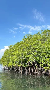 Marosakoa Mangrove moana majunga