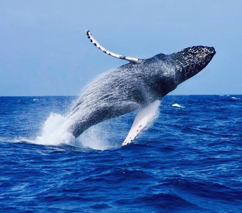 Safari baleines moana majunga